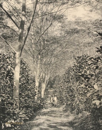 Kopi liberika, dengan sengon sabrang sebagai peneduh (Jawa, sekitar 1910, KITLV A745)